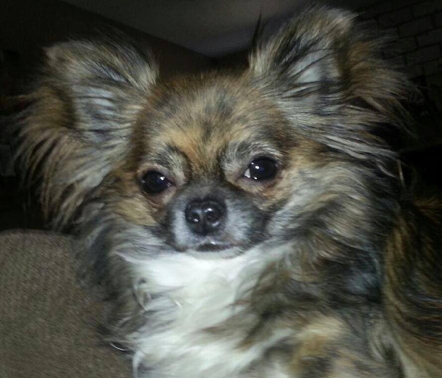 Texas long coats Magical World of the Sable Coat